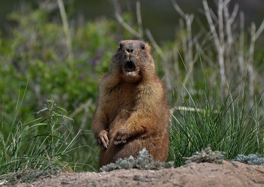 Groundhog coming out of his hole.